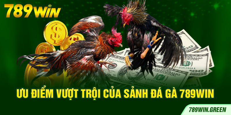 Ưu điểm vượt trội của sảnh đá gà 789win Ưu điểm vượt trội của sảnh đá gà 789win